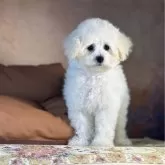 タイニープードル【京都府・女の子・2025年8月21日・ホワイト】の写真1