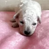 タイニープードル