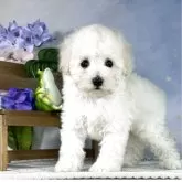 タイニープードル