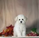 タイニープードル