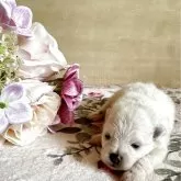 ポメラニアン