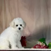 タイニープードル【京都府・女の子・2025年8月21日・ホワイト】の写真7