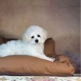 タイニープードル【京都府・女の子・2025年8月21日・ホワイト】の写真3