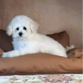 タイニープードル【京都府・女の子・2025年8月21日・ホワイト】の写真5