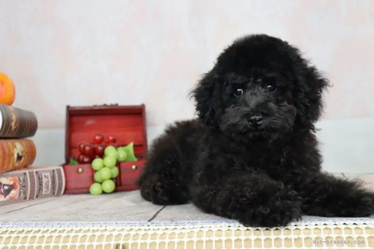ID:2107-00317の子犬