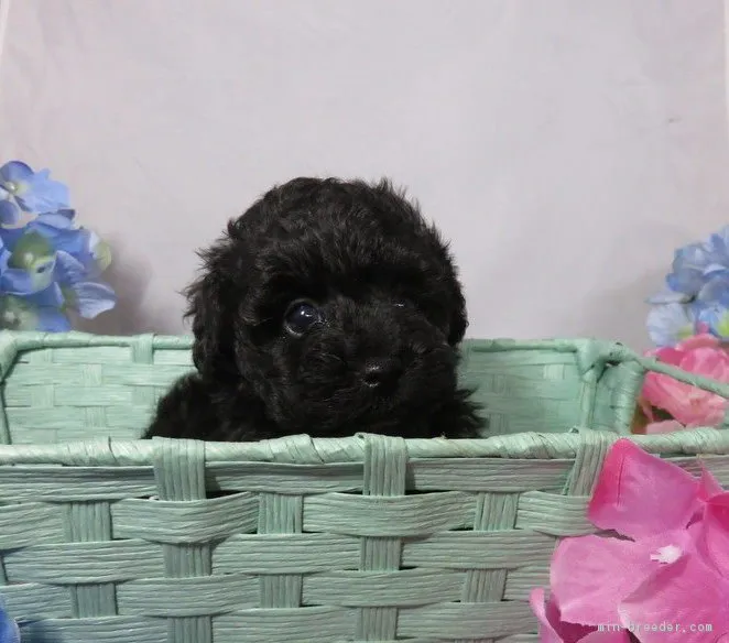 ID：1705-00800の子犬