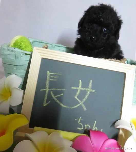 中山　泰弘 様のお迎えした子犬