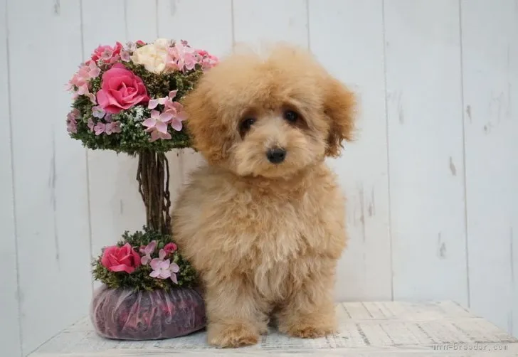 ID:1810-02379の子犬