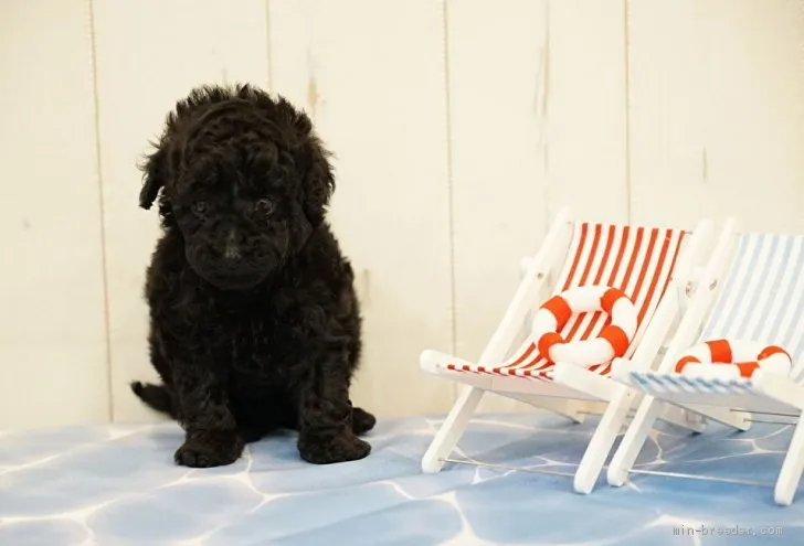 ID：2007-01382の子犬