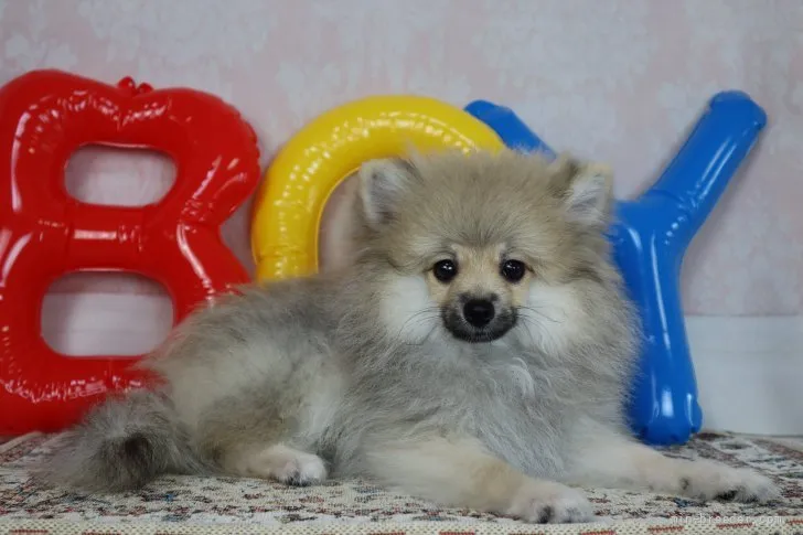 ID:2107-00582の子犬