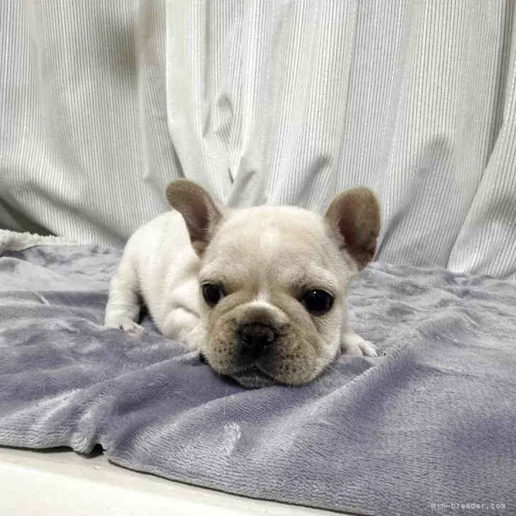 フレンチブルドッグ【埼玉県・女の子・2025年9月17日・クリーム】の写真1