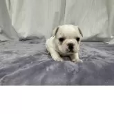 フレンチブルドッグ