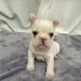 フレンチブルドッグ