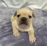 フレンチブルドッグ