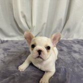 フレンチブルドッグ