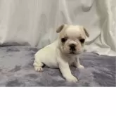 フレンチブルドッグ