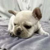 フレンチブルドッグ【埼玉県・女の子・2025年9月17日・クリーム】の写真4