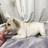 フレンチブルドッグ【埼玉県・女の子・2025年9月17日・クリーム】の写真7