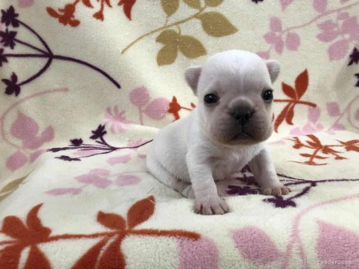 ID:1903-02998の子犬