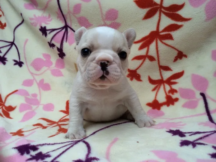 ともちゃん 様のお迎えした子犬