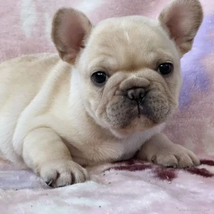 ID：2210-01981の子犬