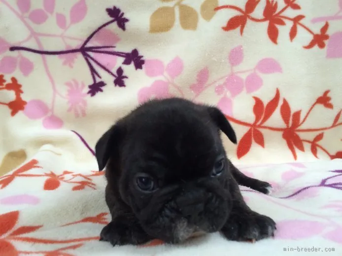 ID：1509-01232の子犬