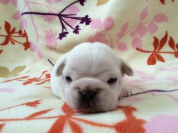 フレンチブルドッグ【埼玉県・男の子・2016年3月25日・クリーム】の写真「」