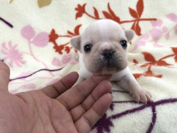 フレンチブルドッグ【埼玉県・男の子・2019年2月23日・クリーム】の写真「ハニーパイドの男の子。」