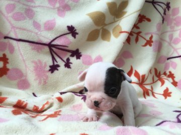 フレンチブルドッグ【埼玉県・女の子・2016年5月20日・パイド】の写真「左目にパンチの入ったパイドちゃん！！」