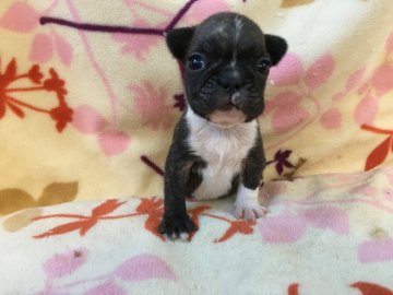 フレンチブルドッグ【埼玉県・女の子・2016年11月3日・ブリンドル&ホワイト】の写真「超～小柄な男の子(>_<)」