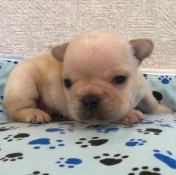 フレンチブルドッグ【埼玉県・男の子・2022年11月28日・クリーム】の写真「とっても色の濃いクリームちゃん。」