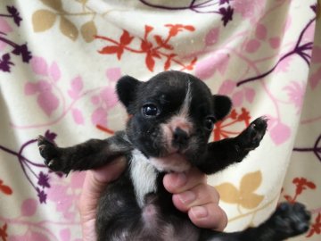 フレンチブルドッグ【埼玉県・女の子・2016年11月3日・ブリンドル&ホワイト】の写真「超～小柄な男の子(>_<)」