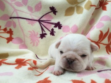 フレンチブルドッグ【埼玉県・男の子・2016年5月10日・クリーム】の写真「」