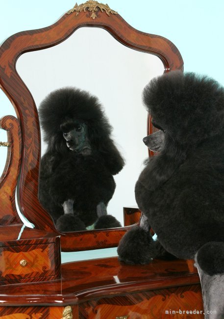 西山　友絵(にしやま　ともえ)ブリーダー(兵庫県・ビションフリーゼなど・JKC登録)の紹介写真2