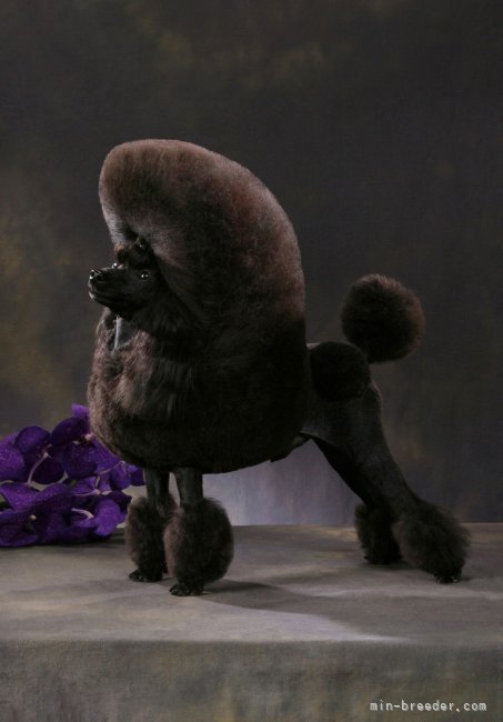 西山　友絵(にしやま　ともえ)ブリーダー(兵庫県・ビションフリーゼなど・JKC登録)の紹介写真3