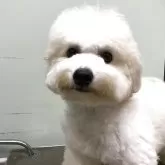 ビションフリーゼ