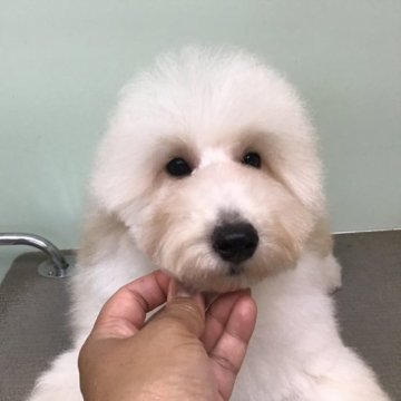 トイプードル(トイ)【兵庫県・男の子・2023年1月7日・ホワイト】の写真「お父さんがAMチャンピオン」