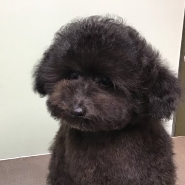 トイプードル(トイ)【兵庫県・男の子・2024年1月26日・ブラック】の写真「毛量の多いオットリした子です」