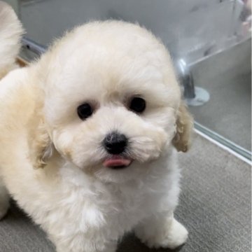 トイプードル(ティーカップ)【兵庫県・男の子・2024年8月12日・ホワイト】の写真「小さくて毛がモコモコの元気な子です。」