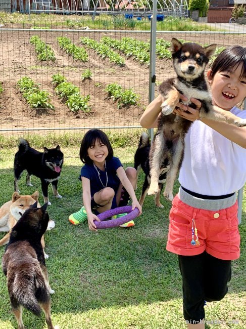 子供達と一緒"(∩>ω<∩)"｜川山　修一(かわやま　しゅういち)ブリーダー(茨城県・柴犬など・JKC/(KC)/JABC登録)の紹介写真9