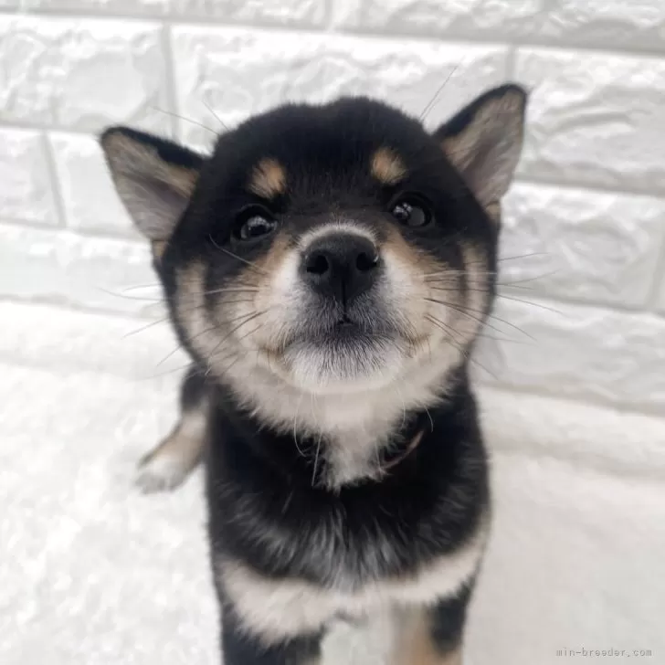T.S 様のお迎えした子犬