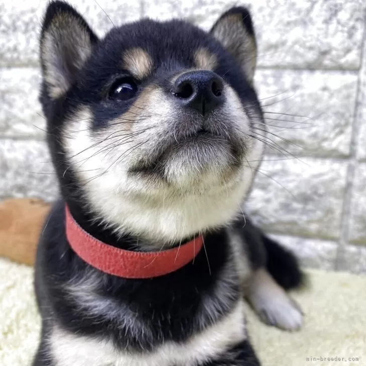 豆柴【茨城県・女の子・2025年9月8日・黒】の写真1