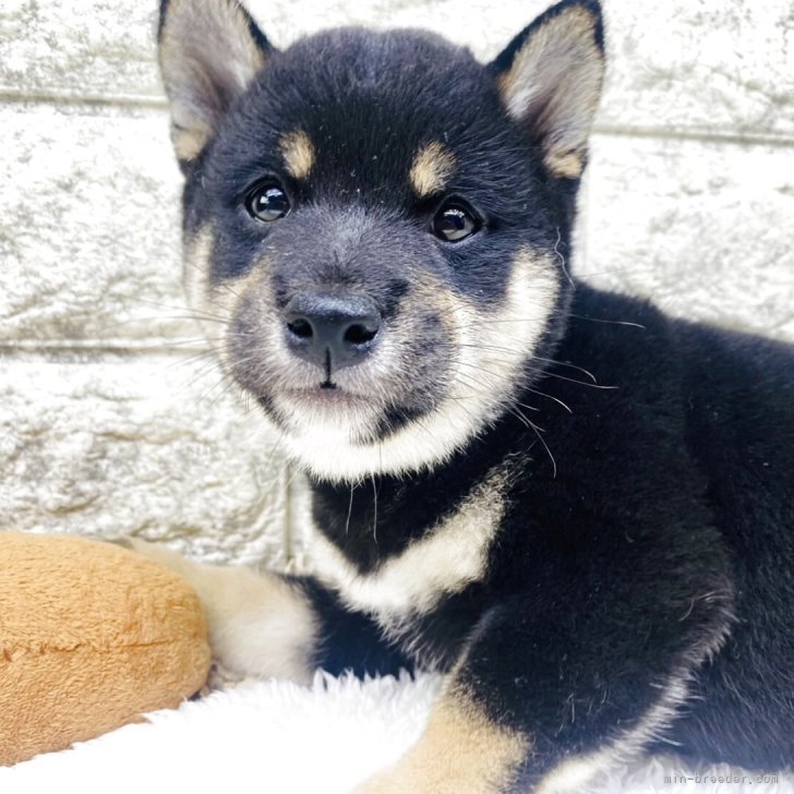 ブリーダー画像