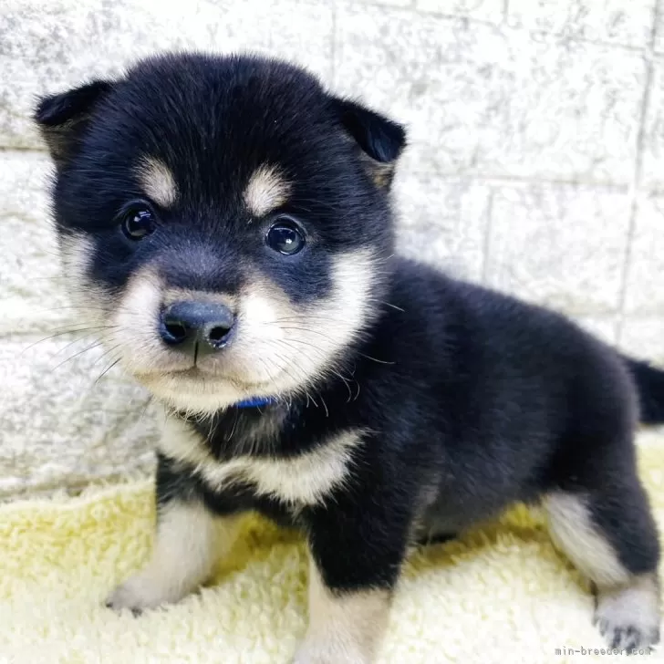 ID：2508-04061の子犬