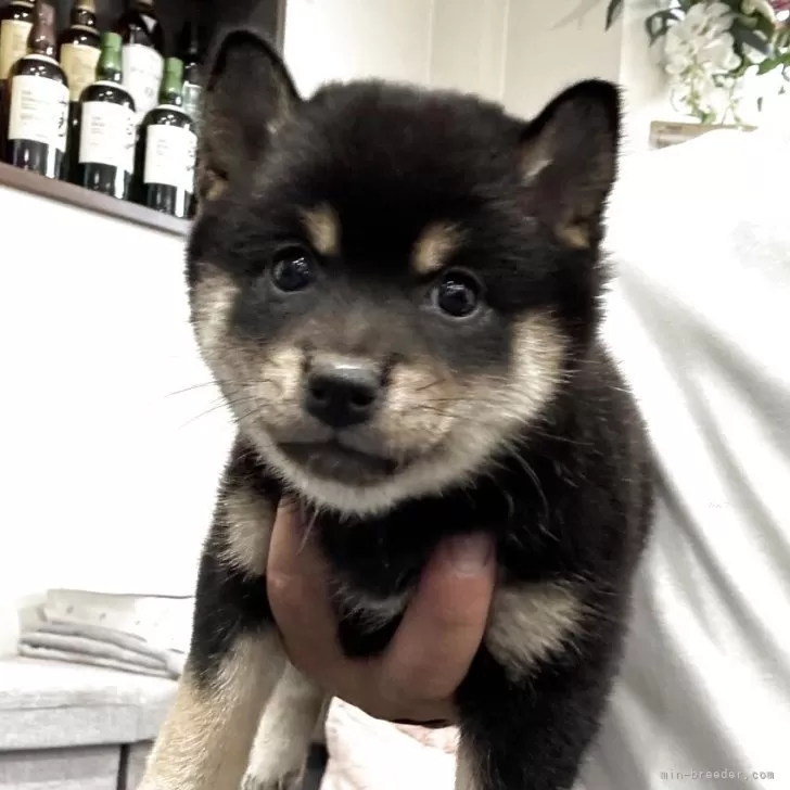 豆柴 豆柴子犬 4/11 女の子♀2売約済 | 日本犬豆柴育成普及会 摂州宝山荘