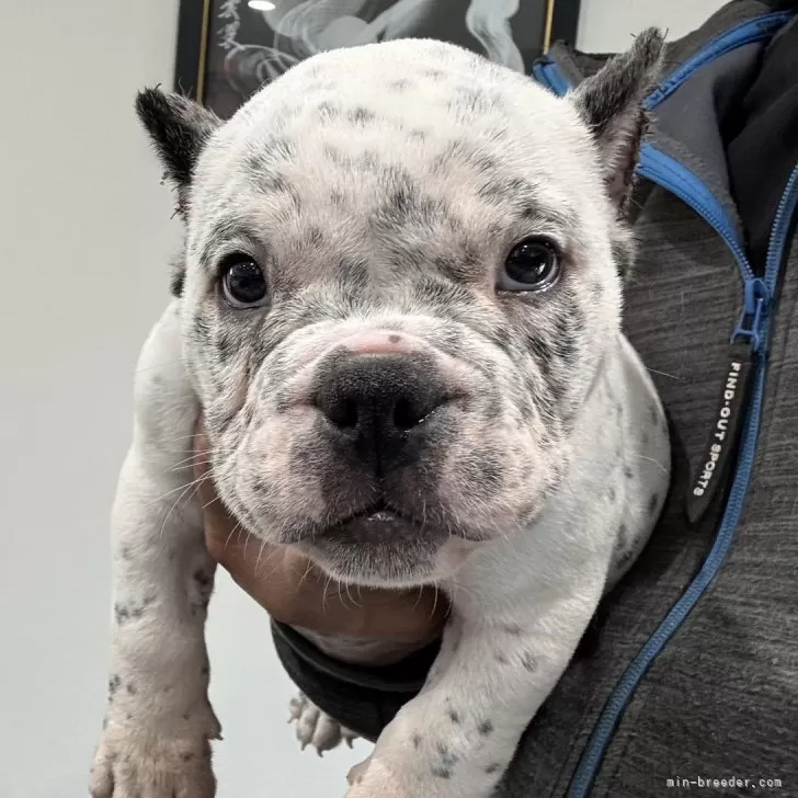 ID:2501-04899の子犬