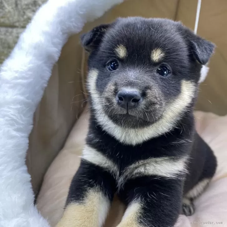 ID：2501-03251の子犬