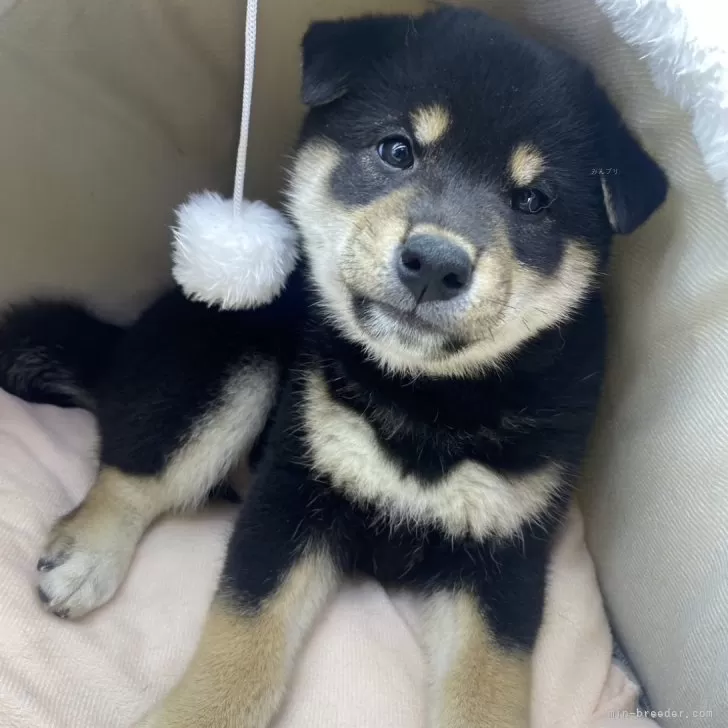 ID:2412-06006の子犬