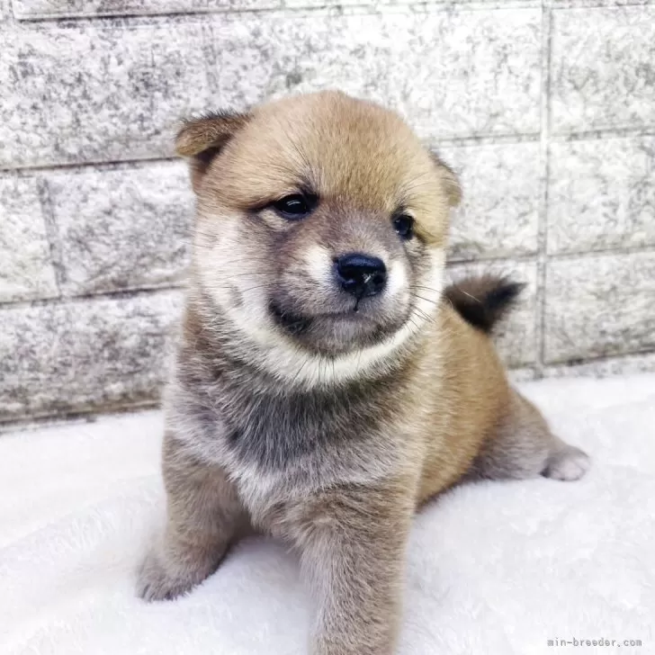 T.T 様のお迎えした子犬