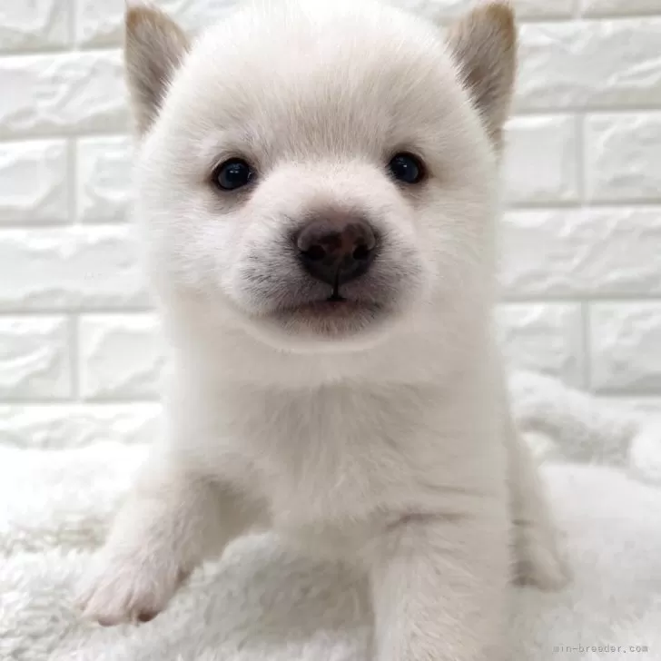 ID：2504-06444の子犬